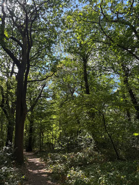 woodland