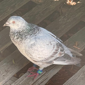 homing pigeon