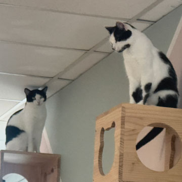 cat