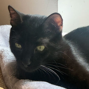 Harris cat