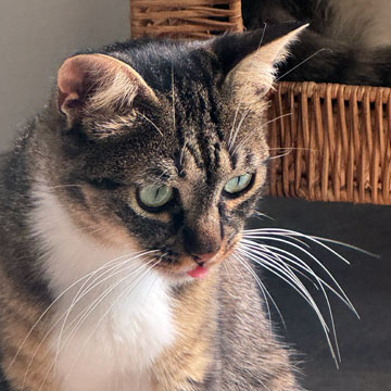 Anya cat
