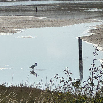 Egret