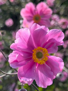 cosmos