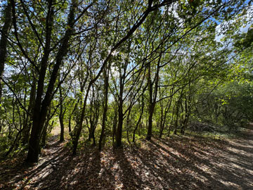 woodland