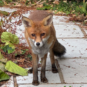 fox