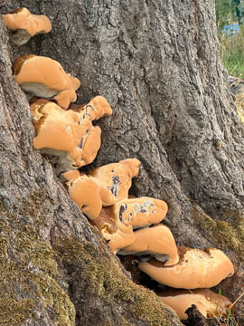 fungus