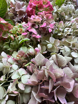 hydrangeas