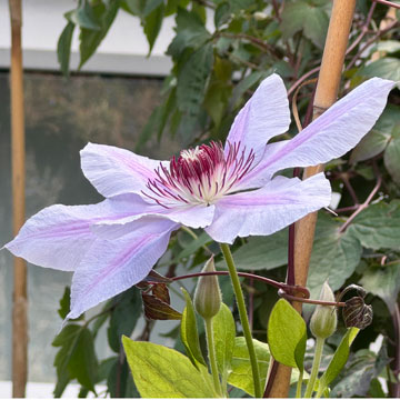 clematis
