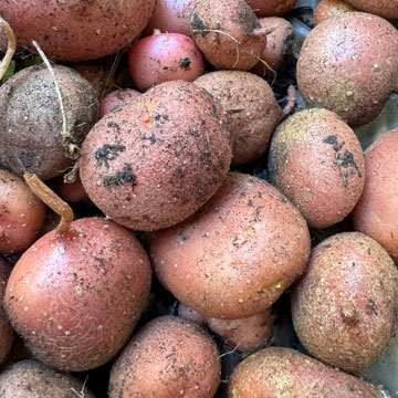 potatoes