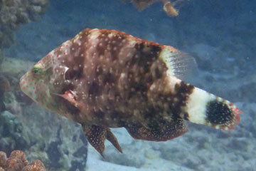 wrasse