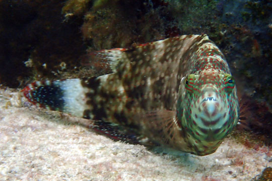 wrasse