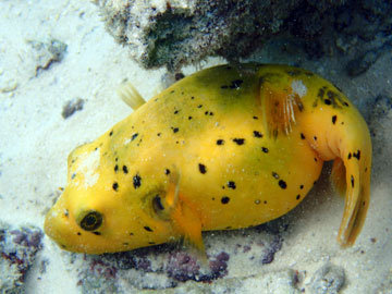 boxfish