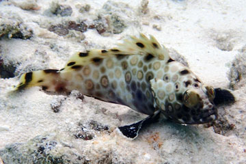 wrasse