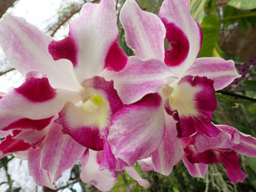 orchids