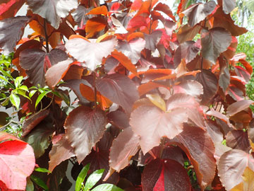 red leaves