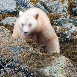 spiritbear