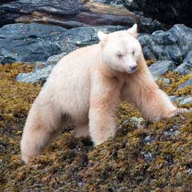 spiritbear