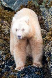 spiritbear