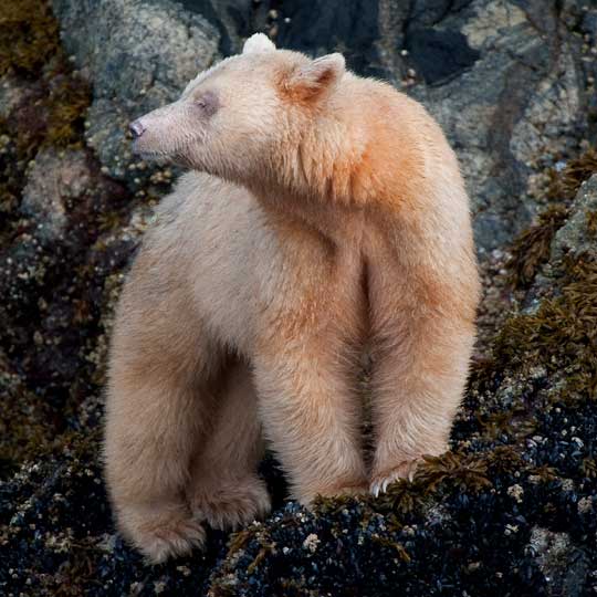 spiritbear