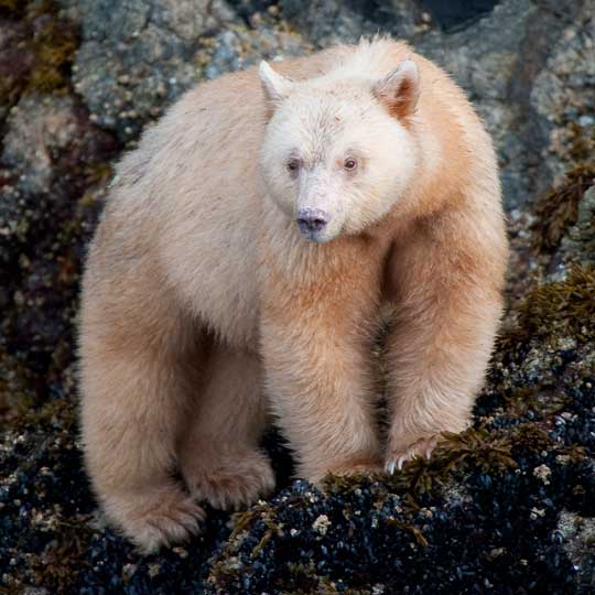 spiritbear