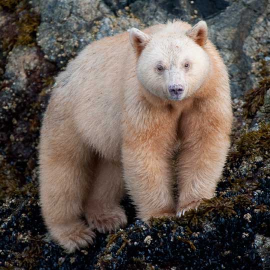 spiritbear