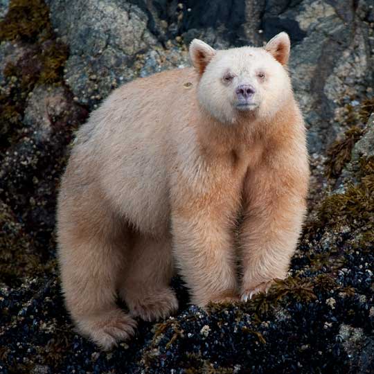 spiritbear