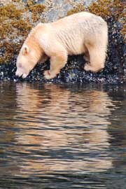 spiritbear