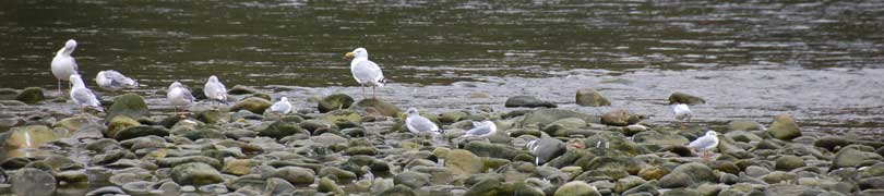gulls