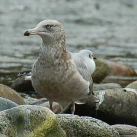 gull