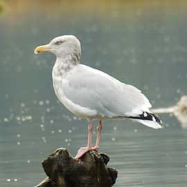 gull