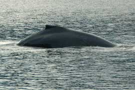 humpback