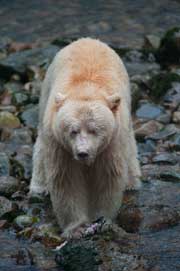 spiritbear