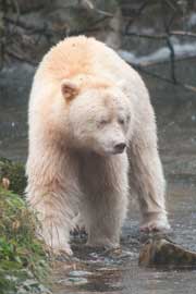 spiritbear