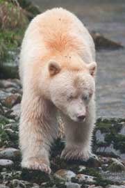 spiritbear