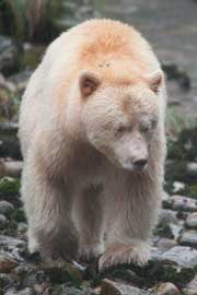 spiritbear