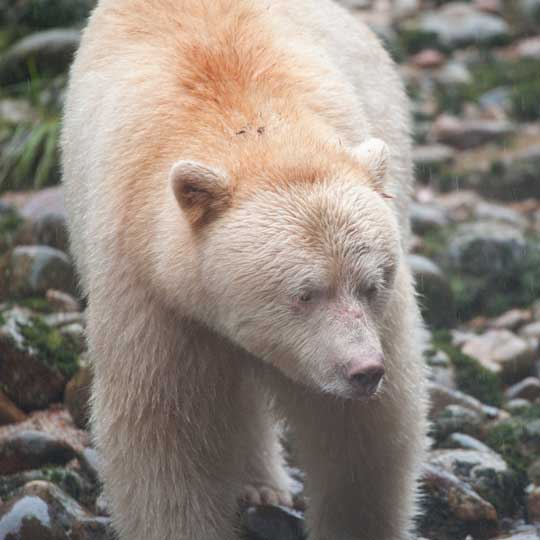 spiritbear