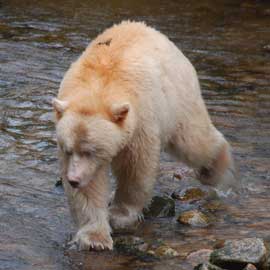 spiritbear