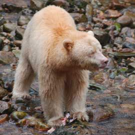 spiritbear