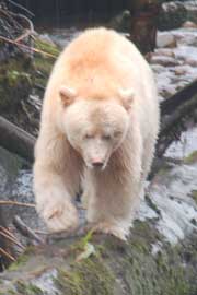 spiritbear