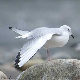 gull