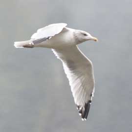 gull