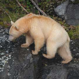 spiritbear