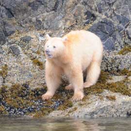 spiritbear