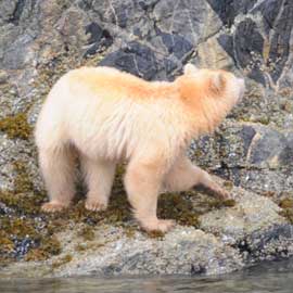 spiritbear