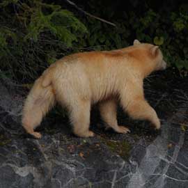 spiritbear