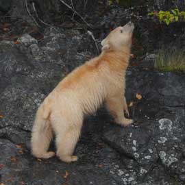 spiritbear