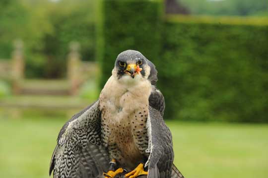 peregrine