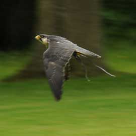 peregrine