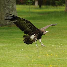 vulture