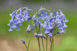 bluebell